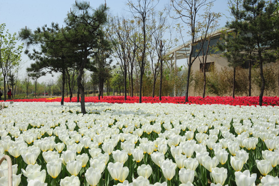 鄭州綠博園郁金香進(jìn)入最佳觀賞期 鄭州綠博園郁金香進(jìn)入最佳觀賞期