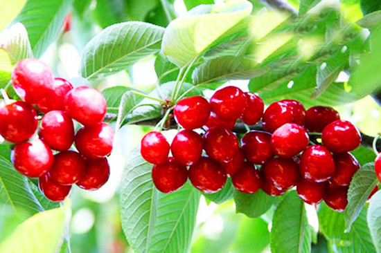 美麗櫻桃溝 快樂鄉(xiāng)村游 美麗櫻桃溝 快樂鄉(xiāng)村游