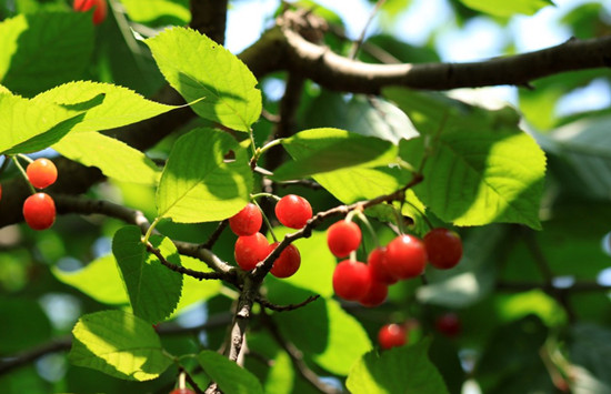 五月摘櫻桃 河南采摘地推薦 五月摘櫻桃 河南采摘地推薦