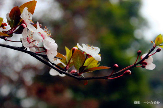 女人如花 隨侍甄嬛娘娘賞花去 女人如花 隨侍甄嬛娘娘賞花去