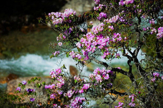 女人如花 隨侍甄嬛娘娘賞花去 女人如花 隨侍甄嬛娘娘賞花去