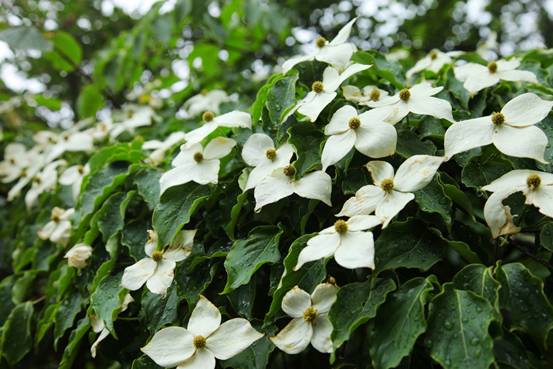 四照花開滿樹,賞花正當(dāng)時 四照花開滿樹,賞花正當(dāng)時