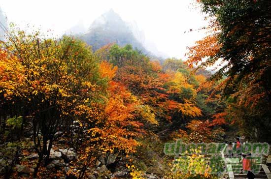深秋去堯山賞紅葉、泡溫泉、拜大佛