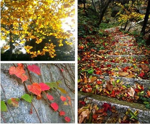 金秋時(shí)節(jié) 到信陽雞公山享受慢旅游生活 金秋時(shí)節(jié) 到信陽雞公山享受慢旅游生活