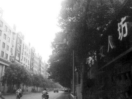 　　樹(shù)木枝繁葉茂，幾乎完全擋住紅綠燈 網(wǎng)友供圖