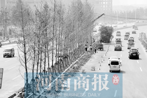 　西三環(huán)化工路，工人正在車道中間種植銀杏樹