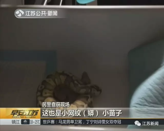 南京一小區(qū)內28條蟒蛇盤踞 養(yǎng)它們的竟是90后小伙
