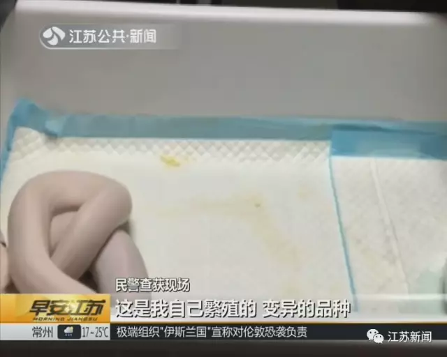 南京一小區(qū)內28條蟒蛇盤踞 養(yǎng)它們的竟是90后小伙