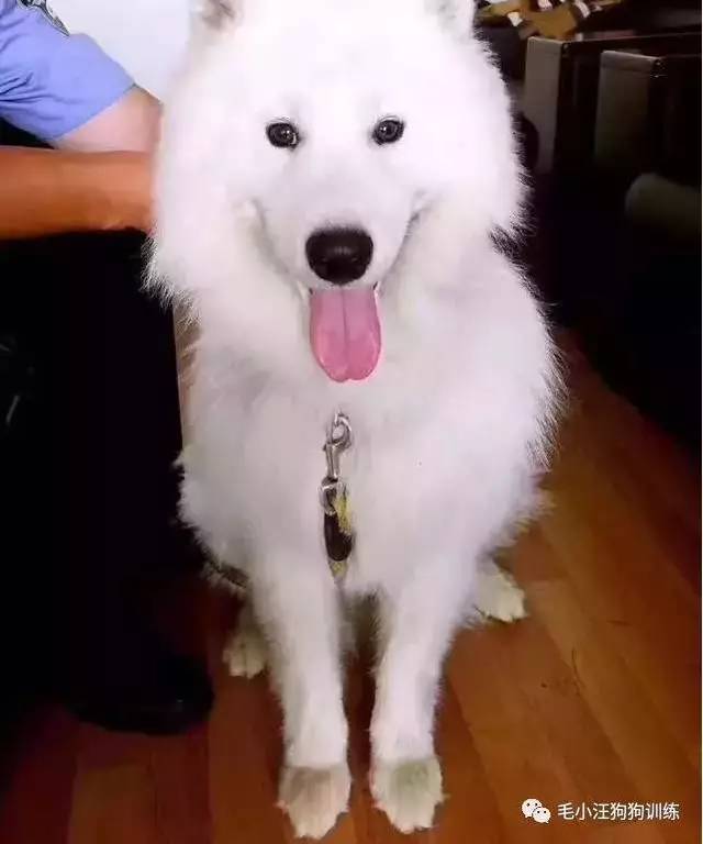 薩摩耶混吃混喝1個月 交警隊尋主人:我們被吃窮了 薩摩耶混吃混喝1個月 交警隊尋主人:我們被吃窮了