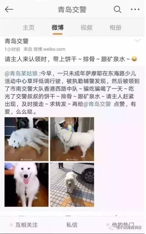 薩摩耶混吃混喝1個月 交警隊尋主人:我們被吃窮了 薩摩耶混吃混喝1個月 交警隊尋主人:我們被吃窮了