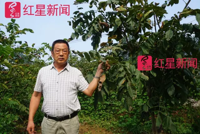 文玩核桃遇冷由幾萬一對降到5元沒人要？商戶否認