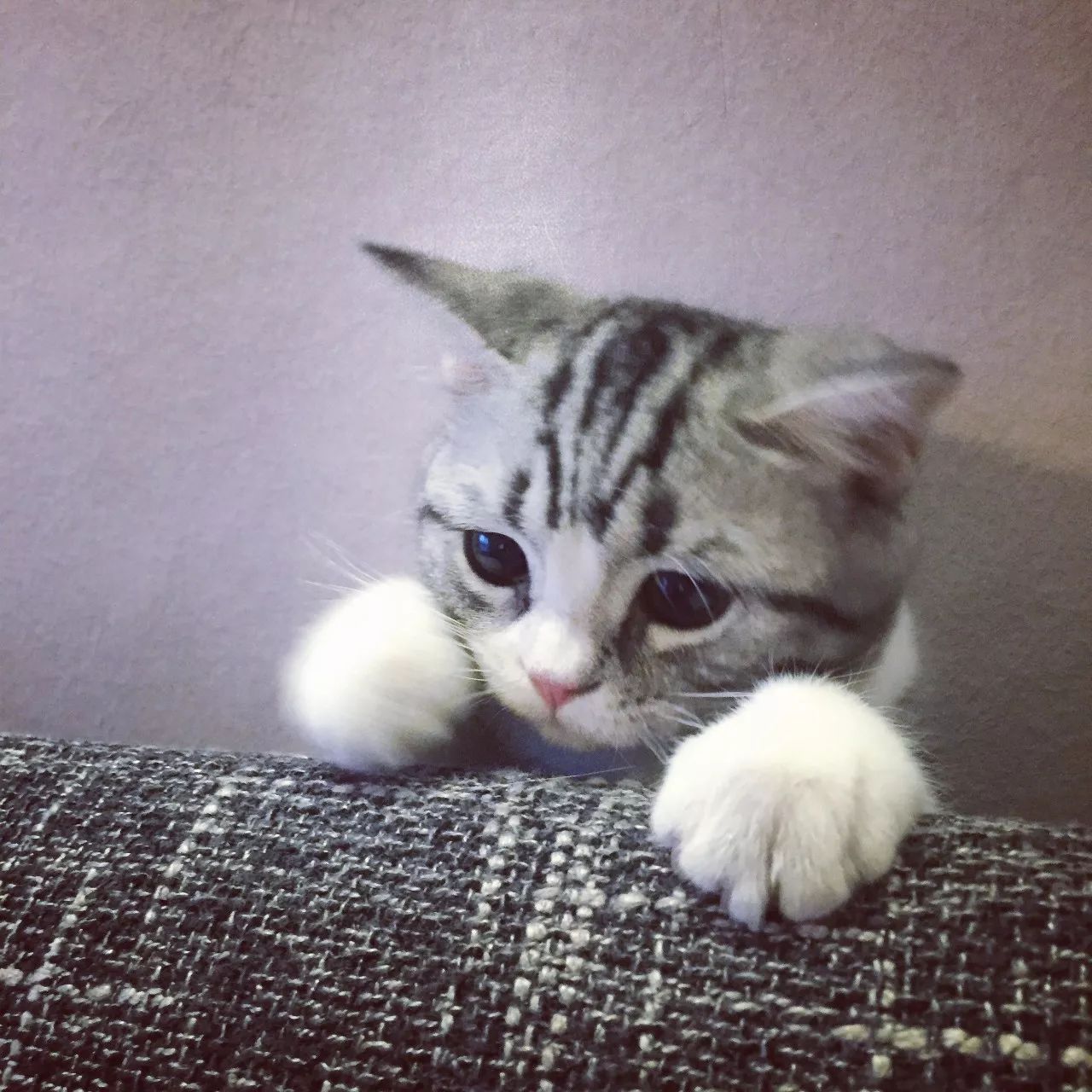 一只虛擬寵物貓叫價13億元？云養(yǎng)貓成真