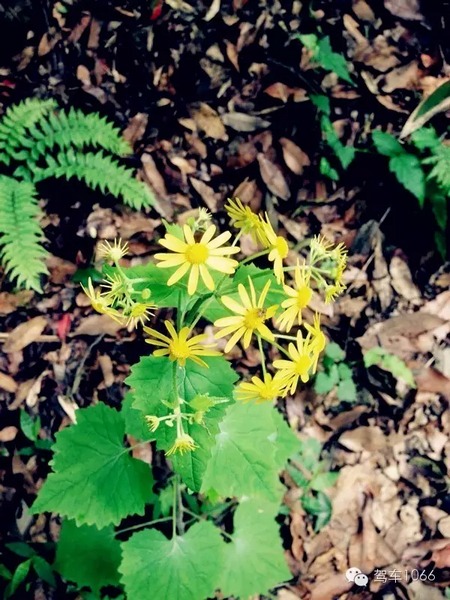 不僅有樹(shù)，還有美麗的小花花！