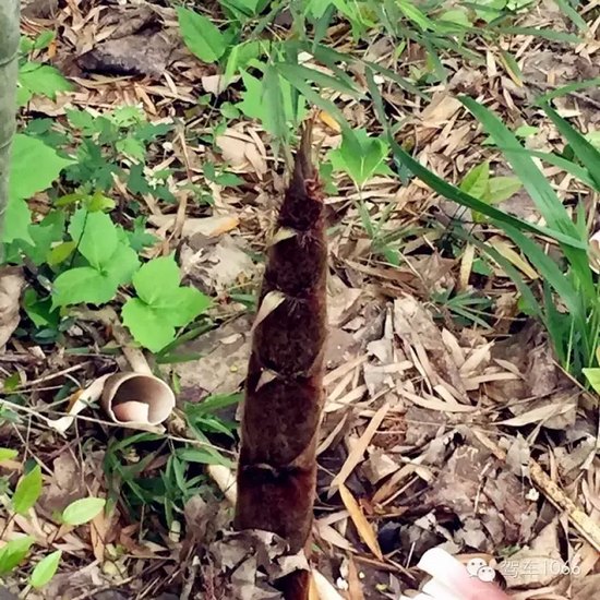 咦~這是什么？能吃嗎？