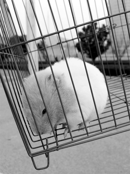 咬傷小女孩的金絲熊（又叫倉(cāng)鼠） 圖片由受訪(fǎng)者提供