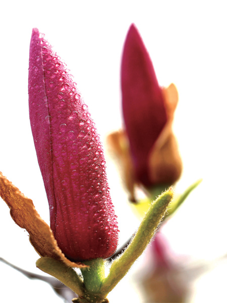 在鄭州，玉蘭才是春的使者