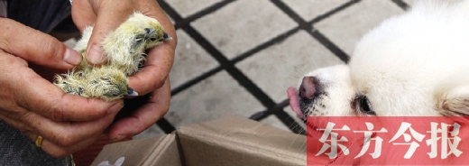 彭女士從老家?guī)淼拿u蛋，應(yīng)該屬于“活胎毛蛋”