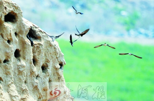 萬余只崖沙燕筑巢鄭州西郊工地 萬余只崖沙燕筑巢鄭州西郊工地