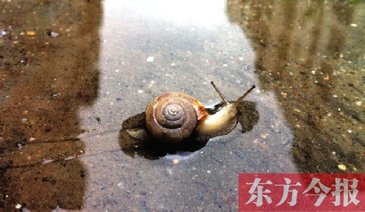 堵車俺不怕，就怕發(fā)大水，這不，一大早蹚水過街，現(xiàn)在已經(jīng)是下午了，俺還在馬路中間呢