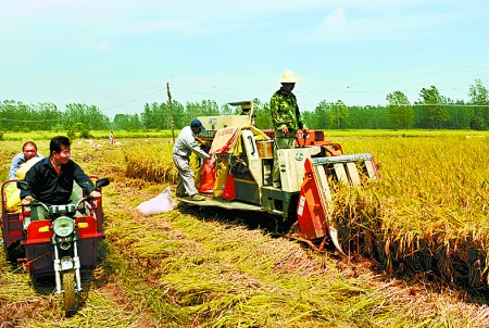 8月25日，農(nóng)機(jī)手在固始縣泉河鄉(xiāng)王樓村稻田里開始機(jī)收水稻。