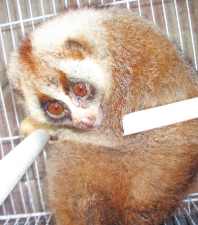 小區(qū)里“遛來”國家一級保護(hù)動物 小區(qū)里“遛來”國家一級保護(hù)動物