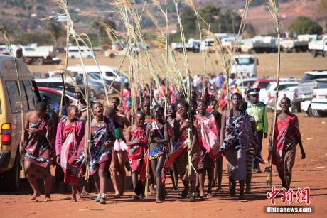 斯威士蘭蘆葦節(jié)開選秀女 斯威士蘭蘆葦節(jié)開選秀女