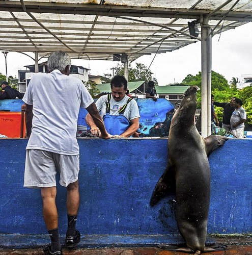 海獅變魚攤?？?排隊(duì)“購買”金槍魚