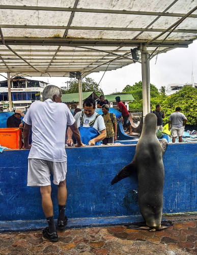海獅變魚攤?？?排隊(duì)“購買”金槍魚