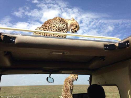 四目相對 獵豹車頂天窗伸頭凝視旅客 四目相對 獵豹車頂天窗伸頭凝視旅客