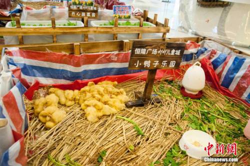 廣西多家商場在大廳圈養(yǎng)動物招攬顧客 廣西多家商場在大廳圈養(yǎng)動物招攬顧客