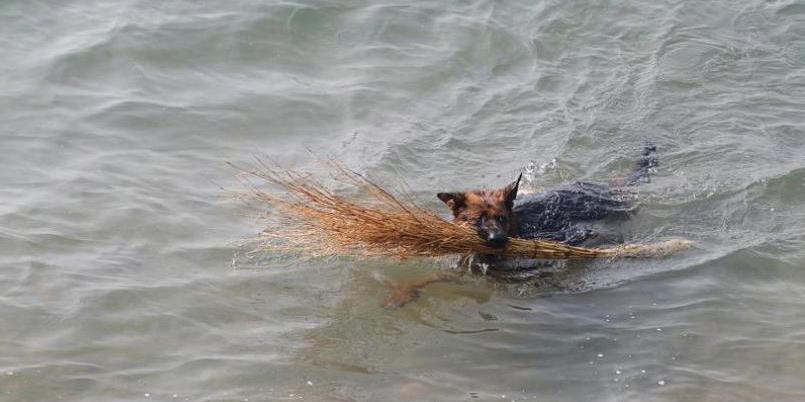 青島棧橋現(xiàn)“環(huán)保狗” 跳海撿垃圾 青島棧橋現(xiàn)“環(huán)保狗” 跳海撿垃圾