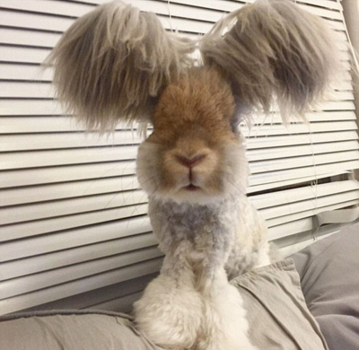 美國小兔可愛招風(fēng)耳走紅網(wǎng)絡(luò) 美國小兔可愛招風(fēng)耳走紅網(wǎng)絡(luò)