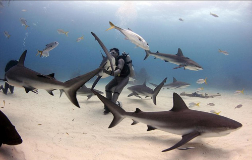 潛水員水下愛撫巨鯊將其催眠 潛水員水下愛撫巨鯊將其催眠