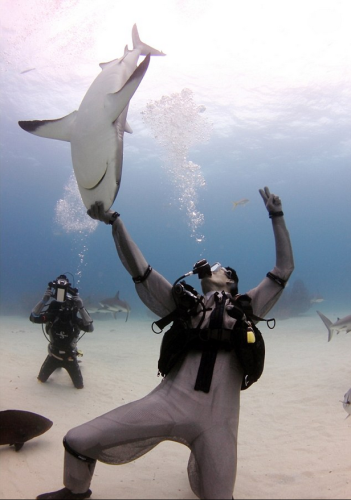潛水員水下愛撫巨鯊將其催眠 潛水員水下愛撫巨鯊將其催眠
