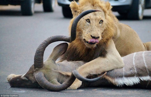 獅子們在距離人類一米的地方捕食 獅子們在距離人類一米的地方捕食