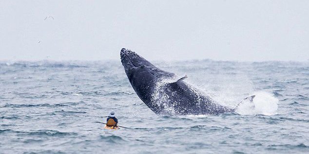 美國游客劃皮艇突遇座頭鯨出水 美國游客劃皮艇突遇座頭鯨出水