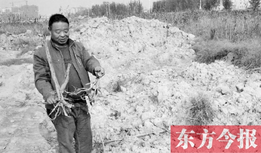 柿子林被推平 柿子林被推平