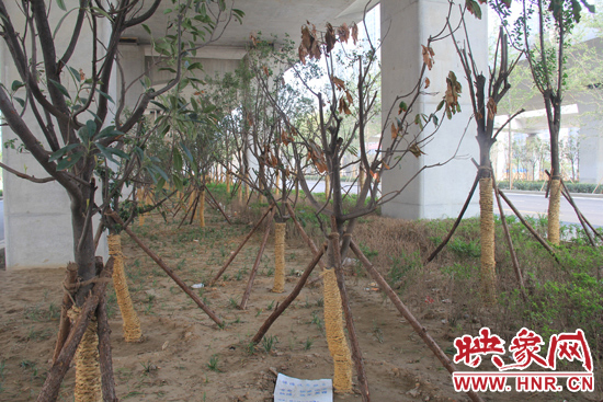 北三環(huán)經(jīng)三路橋下種的樹木有的葉子已經(jīng)干枯。