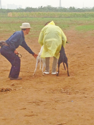 上場(chǎng)前，狗主人進(jìn)場(chǎng)撫摸自己的愛犬，給它打氣加油。