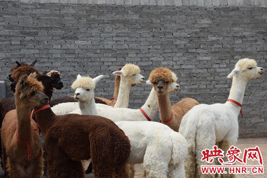 今年11月-12月,我省將再從智利引進210只羊駝。
