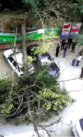 商城遺址城墻上老桐樹(shù)倒下砸仨車