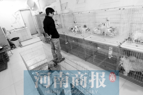 市民反映，淮河路“緣寵”寵物店曾出售疑似患病的狗
