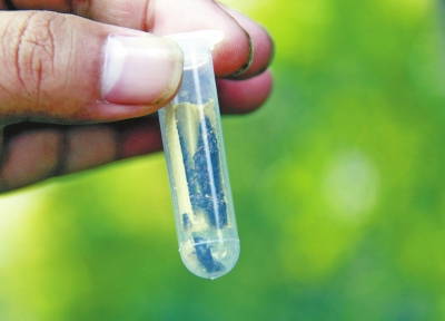 試管內裝有害蟲的天敵 試管內裝有害蟲的天敵