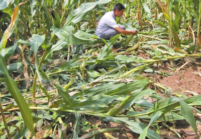 甕峪村一莊稼地，被野豬糟蹋的玉米。