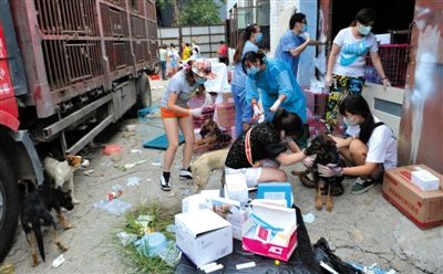 昨日下午,志愿者對攔截下來的狗逐一檢查,分類進(jìn)行管理。