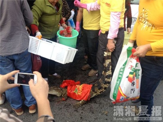 鱷魚(yú)被車主抓到。