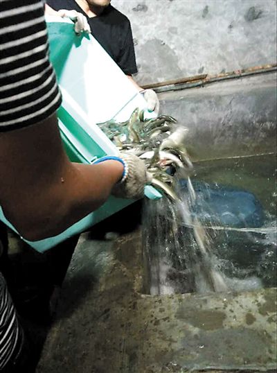 主人將撈上來的魚放進魚池。