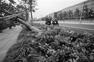 臺風(fēng)吹倒7000多株行道樹 寧波市民質(zhì)疑園林局 臺風(fēng)吹倒7000多株行道樹 寧波市民質(zhì)疑園林局