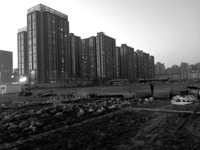 荒地上除堆放一些雜物外，還被附近居民種上了一片大白菜。