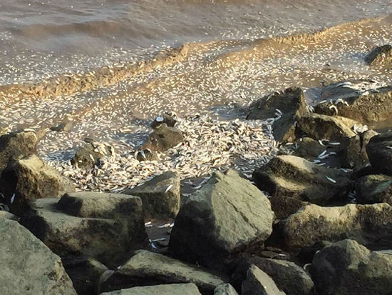 廣東珠海海邊驚現(xiàn)大量死魚群 綿延兩公里海灘 廣東珠海海邊驚現(xiàn)大量死魚群 綿延兩公里海灘